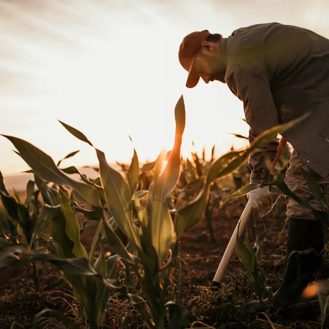 farmer on the field at sunset
