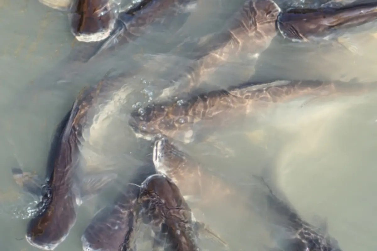 Pangasius fishes in a pond for aquaculture