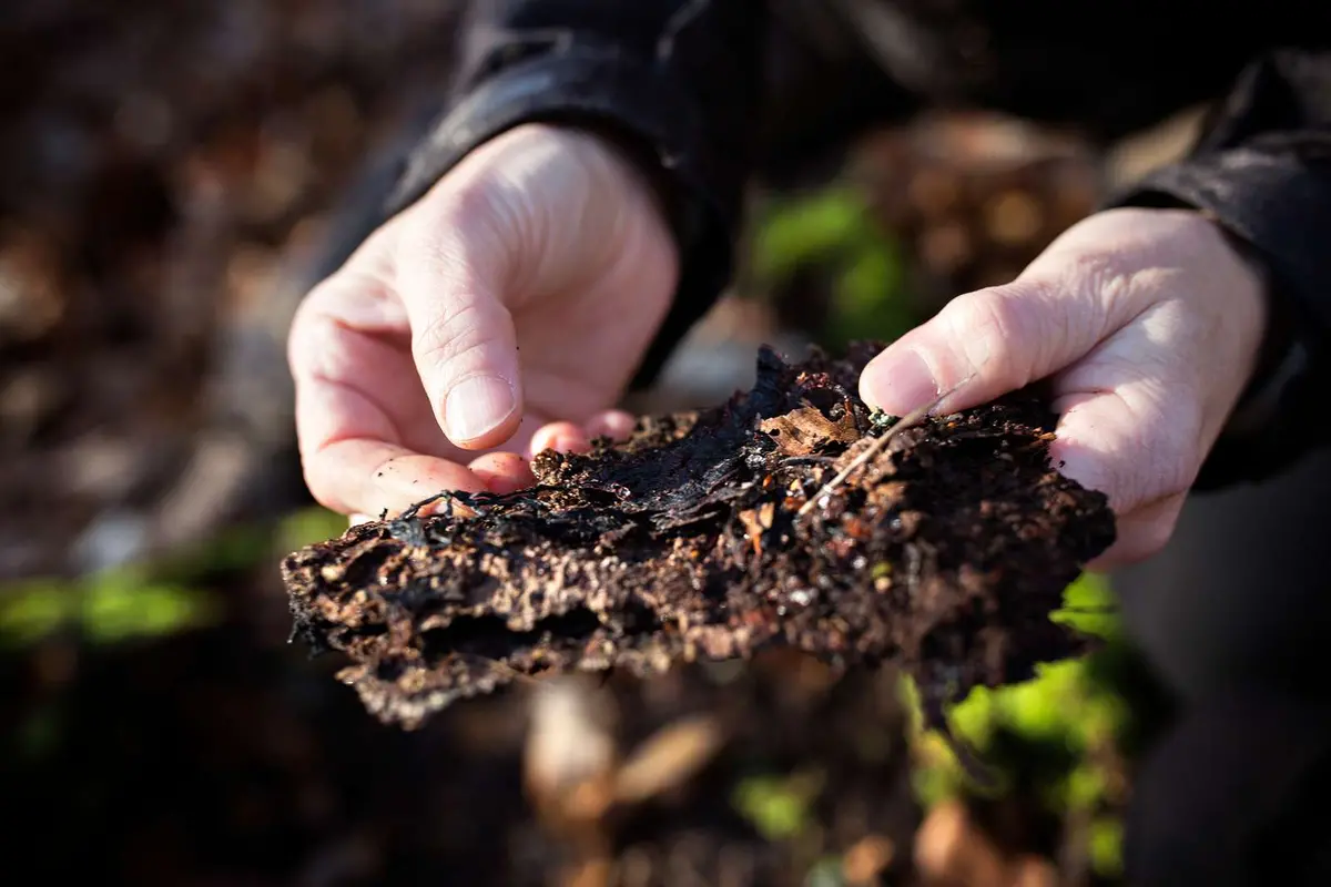 Fungus from forest