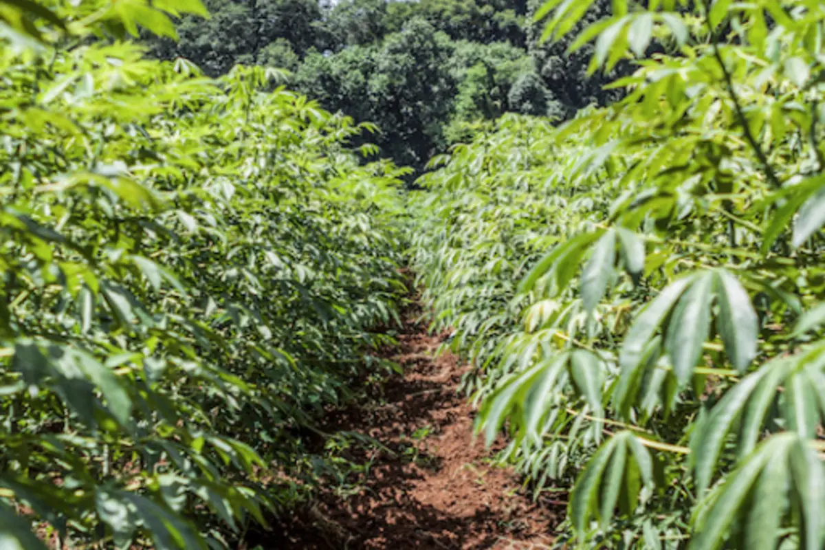 Cassava field