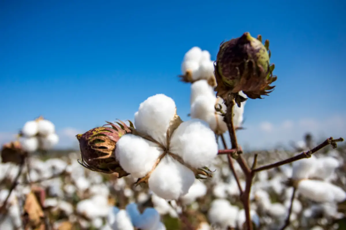 BioAg Cotton