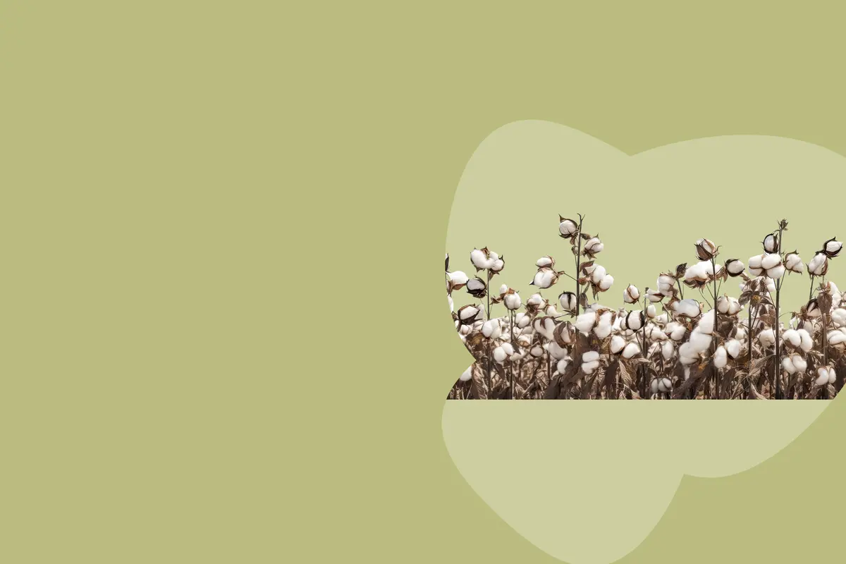 cotton on the right with green background