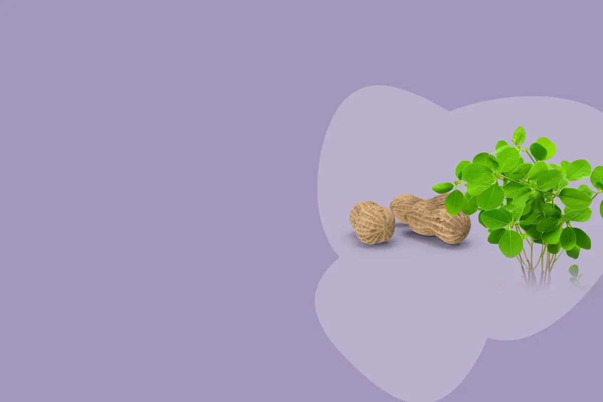 peanuts on the right under purple background