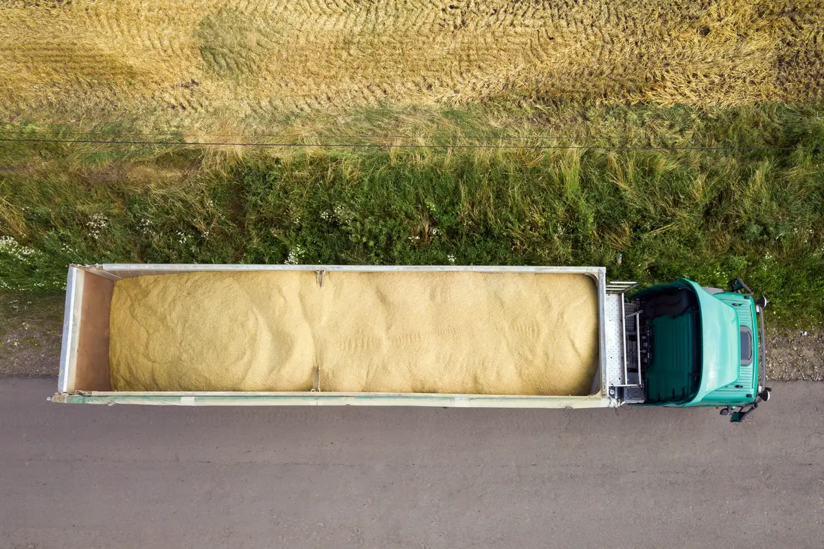 an open deck truck carrying corn driving through a corn field