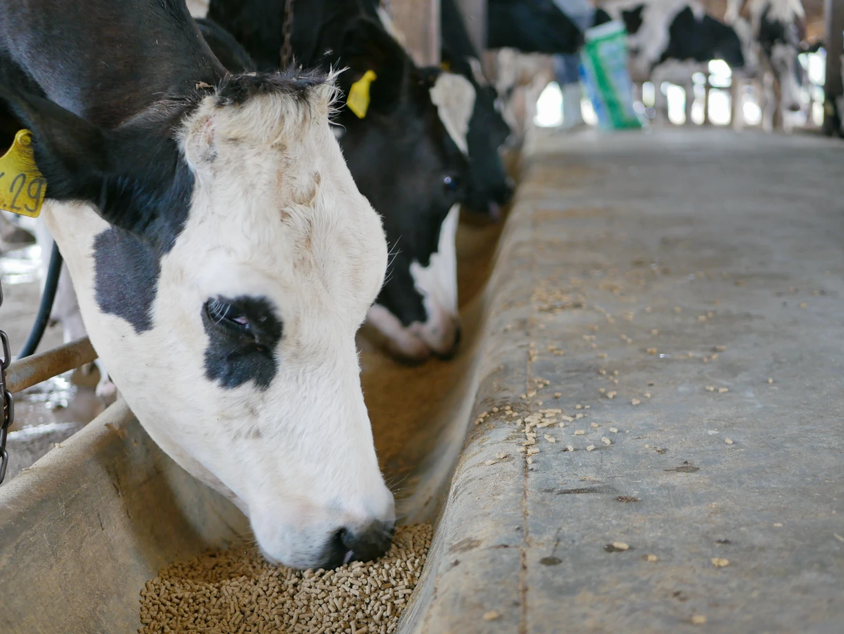 Cattle eating feed with carbohydrase added to optimize corn starch & fiber degradation in the rumen.