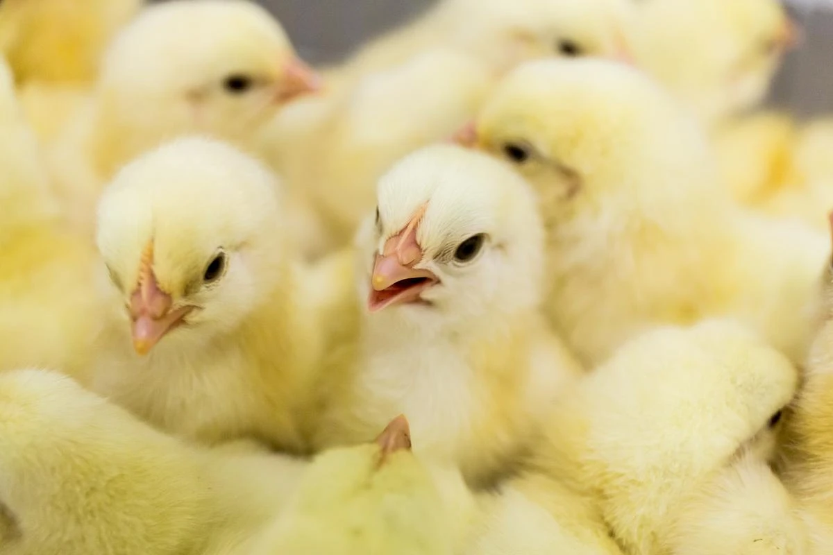Poultry probiotics gut health