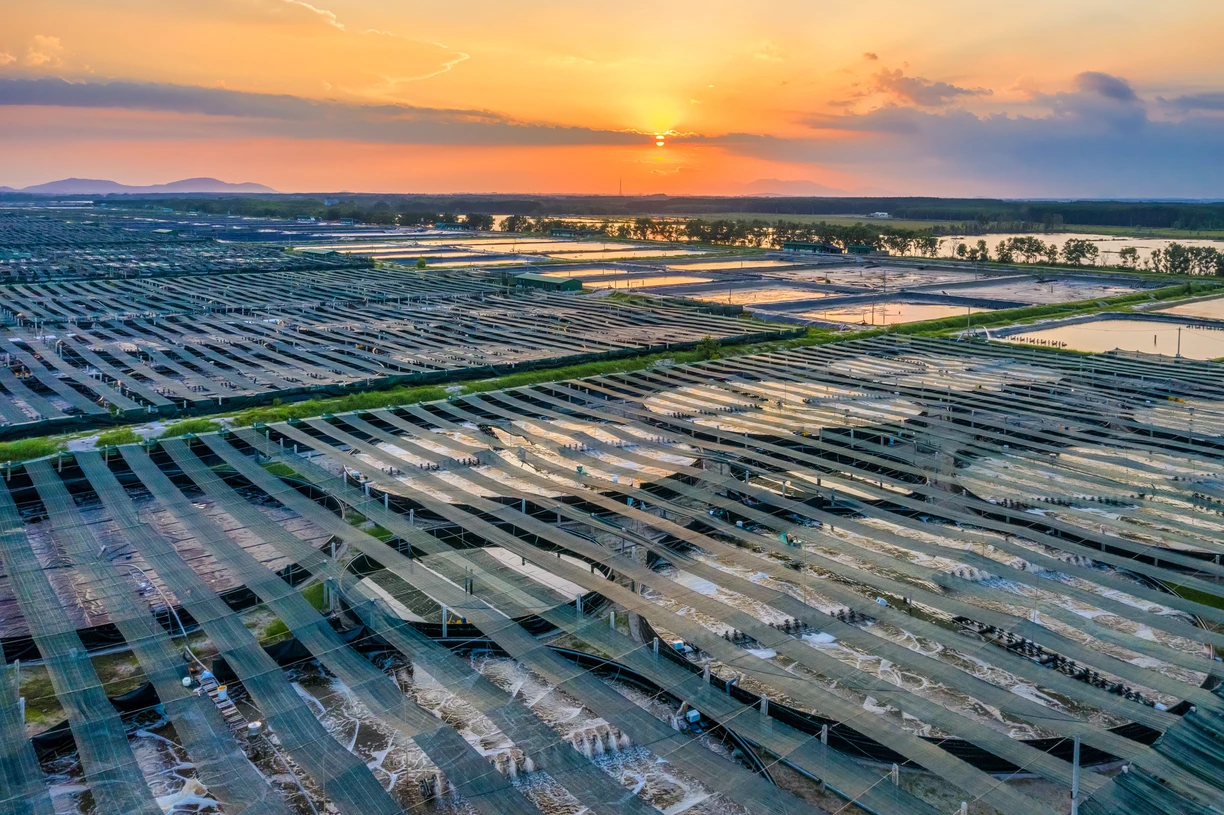 White shrimp farm ponds, where microbial solutions can help maintain water quality.