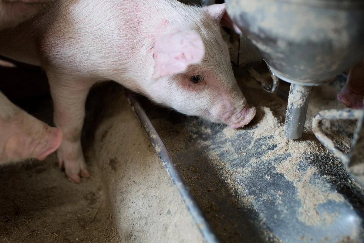 Pig eating swine feed with added proteases, which make protein more digestible.