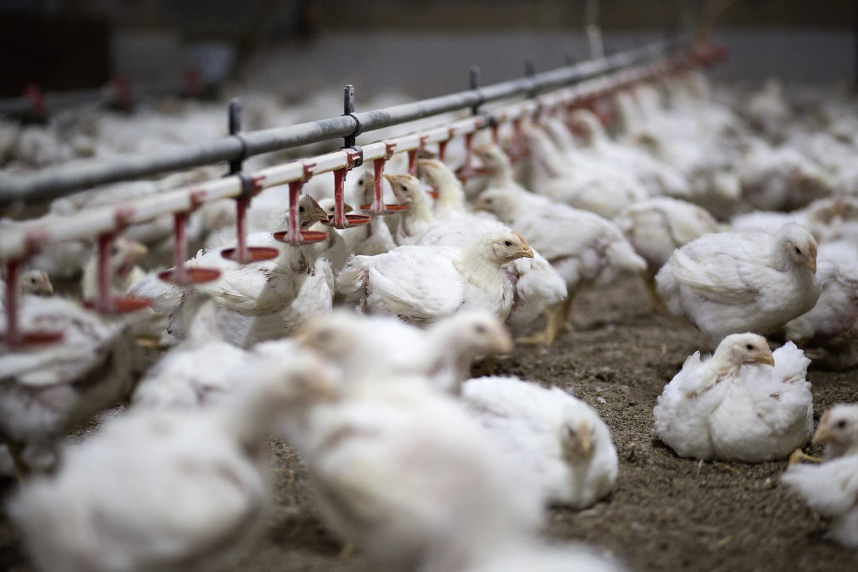 Chickens eating poultry feed with added phytases, which break down phytate to release phosphorus.