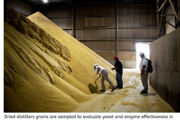 dried distillers grain evaluating