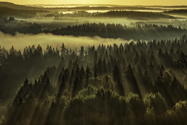 Forest sunbeams