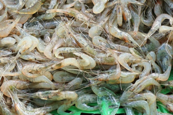white leg shrimp in aquaculture