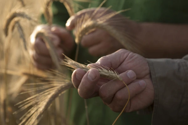 Hand holding fresh wheat
