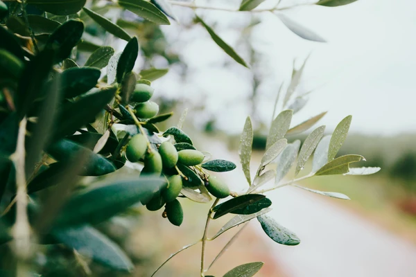 Olives on branch