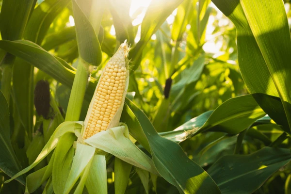corn field