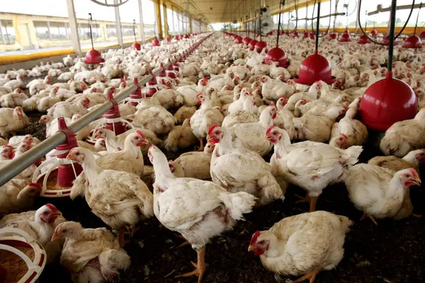 Chicken farm