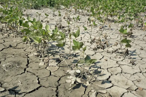 Drought