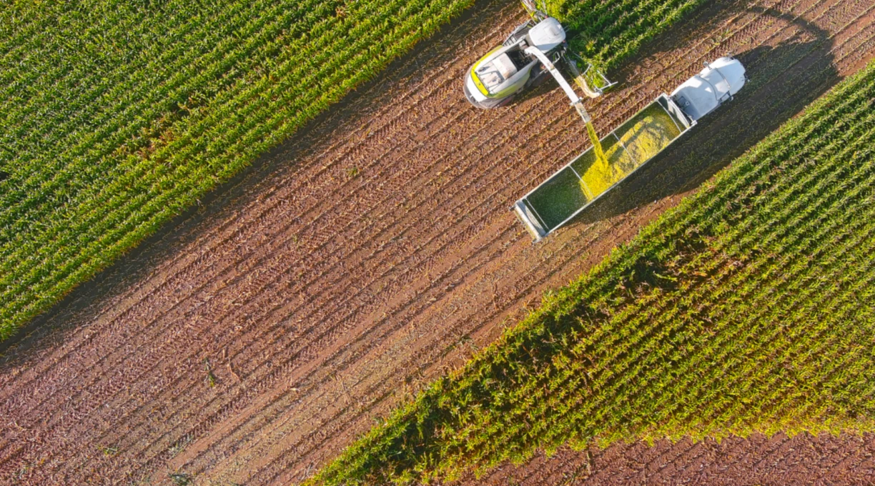 Farmer harvesting