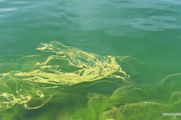 Shrimp farming common problem 02: Benthic or filamentous algae during water preparation