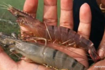 Shrimp farming common problem 13: Pink gill or shell