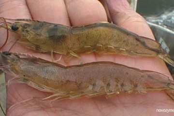 Shrimp farming common problem 18: Mortality or disease at 25-35 DOC - no mass mortality