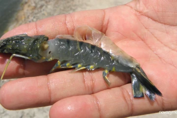 Shrimp farming common problem 19: Cannot molt, or shell has not hardened