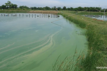 Shrimp farming common problem 20: Blue-green algae bloom after 50 DOC