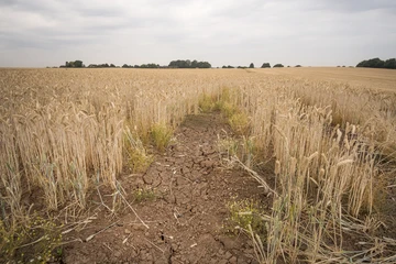 Barley drought