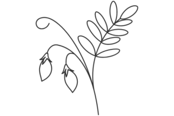 lentil plant icon
