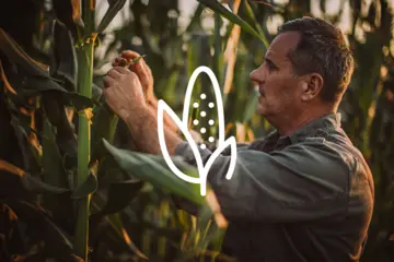 Farmer checking the corn growth