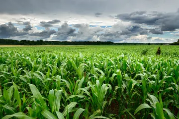 North America_Corn Field