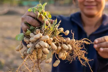 man holding a good amount of peanuts