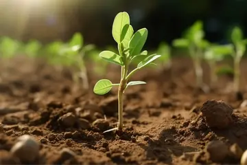 peanut plants on the soil