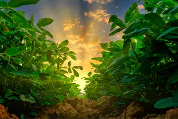 sun light with peanuts plants in an agricultural field