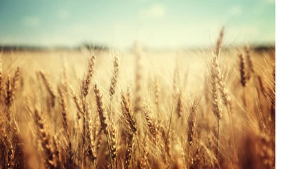 wheat field