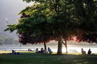 People under big tree